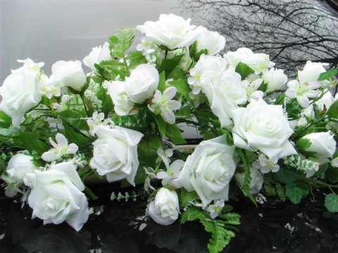 Сорта белых роз – особенности красивых цветов, описание лучших больших кустов роз. Характеристики роз «Белый Медведь» и других сортов