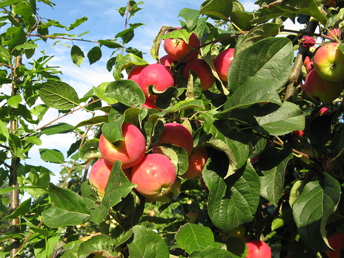 Яблони сад – Яблони – посадка и уход, обрезка, подкормка. Описание яблони. Сезонные работы
